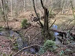 Mäandernder Bürgerbuschbach