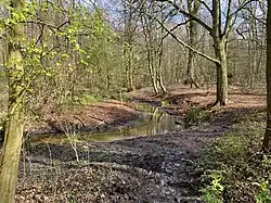 Bürgerbuschbach im NSG