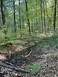 Wassergräben im Buchenwald