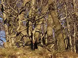 Buchen und Eichen eng verschränkt, ein Relikt ehemaliger Niederwaldnutzung