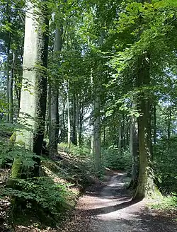 Wanderweg im südöstl. Teil des NSG