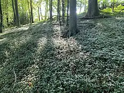 Ein Teppich aus Kleinem Immergrün