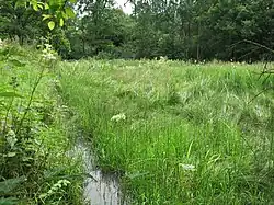 Feuchtgebiet mit Schilf und Mädesüß