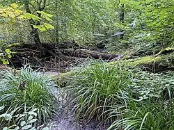 Artenreiche Krautschicht und Totholz