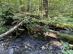 Totholz am Oefter Bach