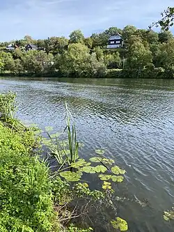 Gelbe Teichrose und Sumpf-Schwertlilie am Ufer der Ruhr