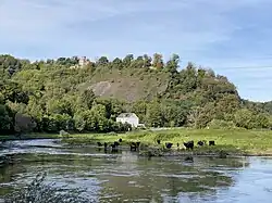 Herde Heckrinder in der Ruhraue an der Isenburg (Hintergrund)