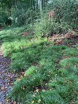 Seggen bedecken den Boden am Forstweg