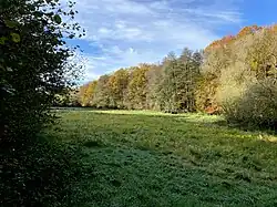 Sprockhöver Bach verläuft am Waldrand hinter der Feuchtwiese