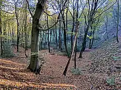 Sprockhöveler Bach im Buchenwald an der Glückauf-Trasse