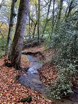 Sprockhöveler Bach mäandert durch den Buchenwald