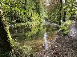 Eifgenbach in Odenthal