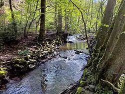 Eschbach verformt die Ufergehölze bei Schlepenpohl / Klosterwiesen