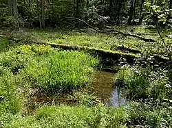 Feuchtbiotop im Eschbach-Auwald