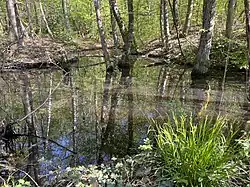 Sumpfwald im Fronnenbroich