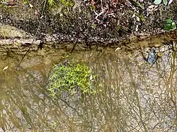 Laichplatz für den Fadenmolch – Wassersterne (Callitriche spec.)