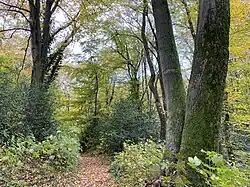 Starkholz – Stechpalme als Unterholz