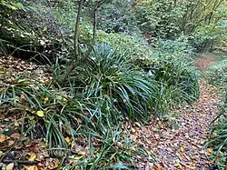 Die Hänge-Segge ist im NSG auffallend häufig anzutreffen