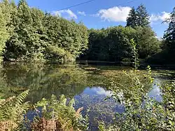 Naturnaher Stauteich Holzwipper