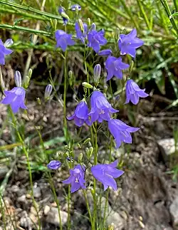 Rundblättrige Glockenblume im NSG