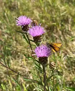 Dickkopffalter auf Wiesen-Flockenblume im NSG