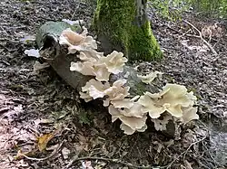 Austernseitlinge im NSG