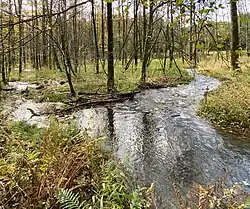 Teilüberleitung Neye II in Neye I – Auwaldvernässung