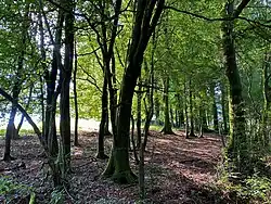 Buchenwald im Hirschfelder Bachtal