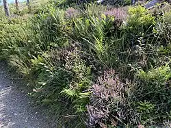 Heidekraut, Farn und Pfeifengras am Wanderweg A3