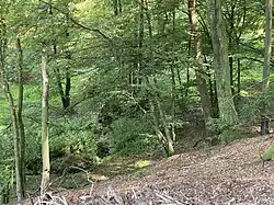 Mausbach im Buchenwald südl. Untermausbach