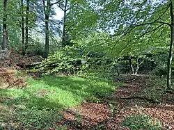 Quellmulde der Reebeck mit umgestürzter Buche