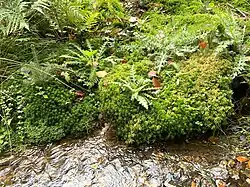 Viele Moosarten am Ufer der Reebeck (z.&nbsp;B. Torfmoose spec.)