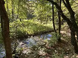 Spreeler Bach im Auwald