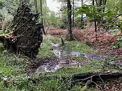 Oberlauf des Freebaches