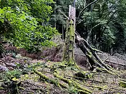 Totholz ist eine wichtige Nahrungsquelle für Insekten und Vögel