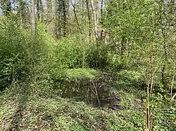 Feuchtbiotop am Benscheider Bach