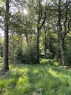 Eichenwald mit Pfeifengras