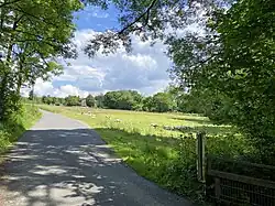 Schafweide an der Straße Bracken
