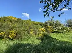 Besenginster- und Weißdornbüsche wechseln mit offenem Grünland ab