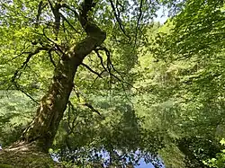 Markanter Uferbaum am unteren Stauteich