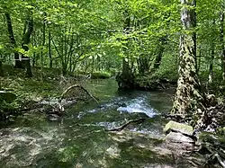Unterschiedliche Fließdynamik im Bach