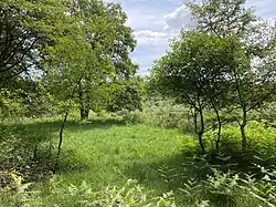 Heidefläche mit Moorbirke und Gagelsträuchern