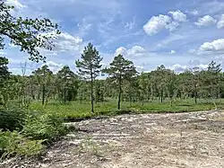 Abgeplaggte Stelle zur Regeneration der Heide im Kampf gegen Gräser, Adlerfarn und Buschwerk