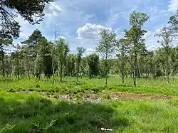 Offen-moorige Stelle in der Feuchtheide