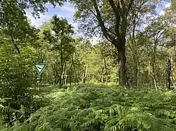 Adlerfarn dominiert die Krautschicht im Birken-Eichen-Wald im NSG