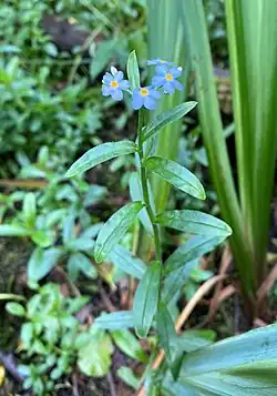 Sumpf-Vergissmeinnicht (Myosotis scorpioides) im NSG