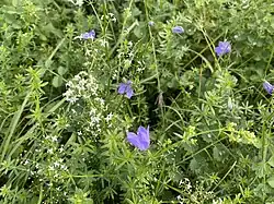 Deich: Blütenreicher Magerstandort