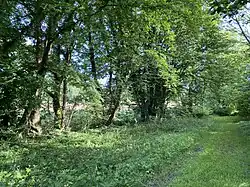 Ufergehölz begleitet den Oberlauf des Mirker Baches