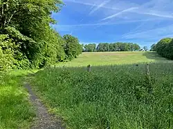 Wiese umrahmt mit Wald u. Feldgehölz – nördl. Straße Hohenhagen