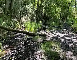 Habitat des Riesen-Schachtelhalms am Fuß des Buchenhanges (Ostseite)